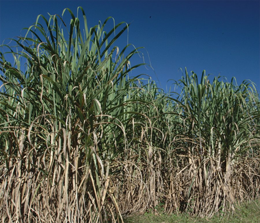 Sugarcane has been grown in Florida since the late 1760s. The ‘Glades’ area of South Florida recently marked the 90th annual sugar cane harvest for the farms south of Lake Okeechobee.
